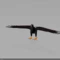 Eagle Flying with Spread Dark Wings White Patch and Orange Claws 3d model