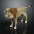 3D Lion Standing With Brown Mane Beige Body White Paws On Black Reflective Surface