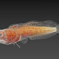 Orange Aquatic Fish With Large Eyes Textured Body And Distinctive Fins