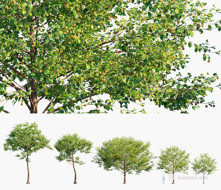 Lush Green Arbor Trees With Various Sizes Shapes And Foliage 3d model 