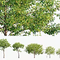 Lush Green Arbor Trees With Various Sizes Shapes And Foliage 3d model