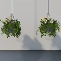 Hanging Basket Plants with Lush Green Leaves and White Flowers Hanging Indoors