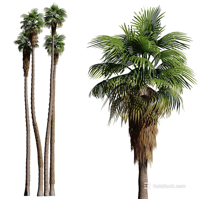 Multiple Tall Palm Trees With Slender Trunks And Lush Green Fronds 3d model 