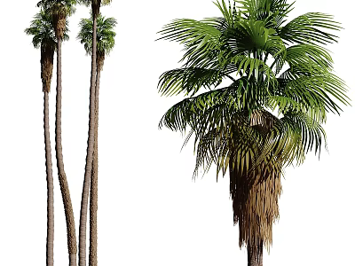 Multiple Tall Palm Trees With Slender Trunks And Lush Green Fronds 3d model