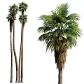 Multiple Tall Palm Trees With Slender Trunks And Lush Green Fronds