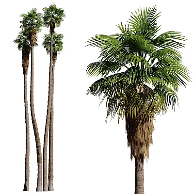 Multiple Tall Palm Trees With Slender Trunks And Lush Green Fronds 3d model
