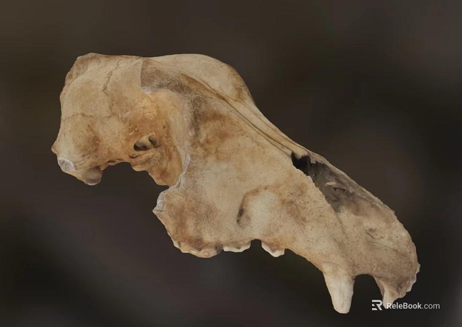 Ancient Fossilized Animal Skull With Brownish Bone Structure And Remains 3d model 