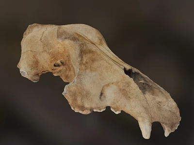Ancient Fossilized Animal Skull With Brownish Bone Structure And Remains 3d model