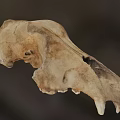 Ancient Fossilized Animal Skull With Brownish Bone Structure And Remains 3d model