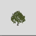 Lush Green Tree With Dense Leaves Trunk And Human Silhouette In Outdoor Scene