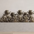 Bonsai Potted Plants in Rectangular Marble Planter with Brown Green Leaves Light Wall Wooden Floor