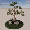 Tall Arbor Tree Growing On Green Grass With Stones Under Blue Sky And White Clouds