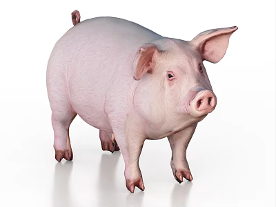 Cute Pink Pig Standing With Large Ears And Smooth Skin On White Background 3d model