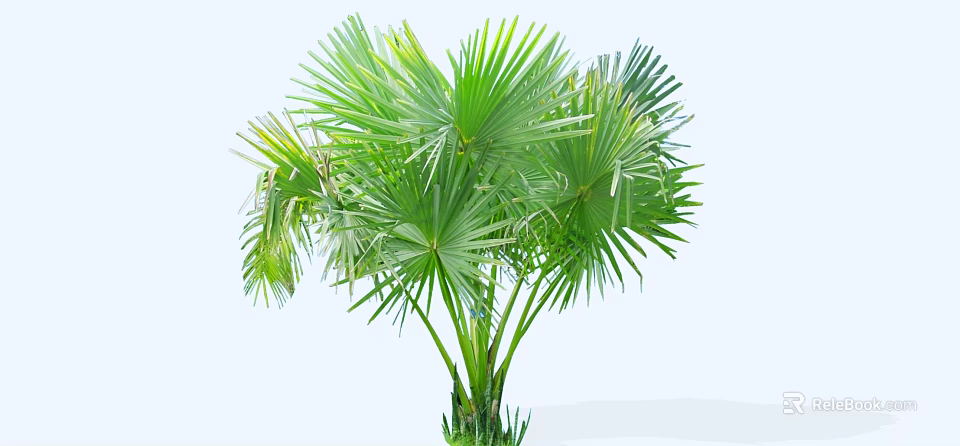 Green Shrub with Broad Palm like Leaves Lush Tropical Foliage for Garden Landscaping 3d model 