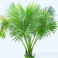 Green Shrub with Broad Palm like Leaves Lush Tropical Foliage for Garden Landscaping