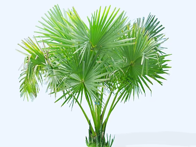 Green Shrub with Broad Palm like Leaves Lush Tropical Foliage for Garden Landscaping 3d model