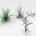 Various Types of Green Plants Including Fern Purple and White Flowers on White Background