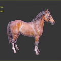 Brown Horse Standing With Black Mane Tail And White Hooves On Gray Background