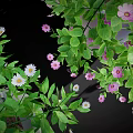 Colorful Potted Plants with Green Foliage for Home Decor Hanging and Tabletop