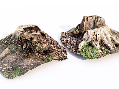 Rustic Wood Stumps On Natural Ground With Stone And Green Moss 3d model