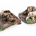 Rustic Wood Stumps On Natural Ground With Stone And Green Moss