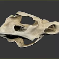 Detailed White Animal Skull Display On Smooth Gray Background With Reflection 3d model