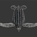 Realistic Sea Turtle With Black And White Patterned Shell And Flippers