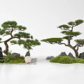 Bonsai Pine Trees in Natural Landscape With Rocks Moss and Pebbles
