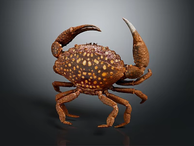 Brown Crab With Yellow Spots And Large Claws Isolated On Dark Background 3d model