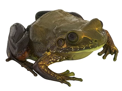 Green and Gold Reptile with Large Eyes and Textured Skin Sitting on White Background 3d model