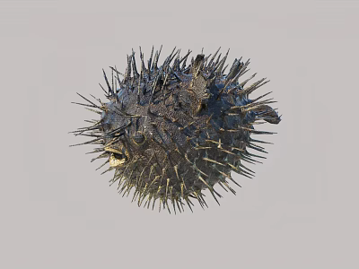 Spiny Spherical Pufferfish A Unique Aquatic Animal With Textured Body And Sharp Spines 3d model