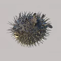 Spiny Spherical Pufferfish A Unique Aquatic Animal With Textured Body And Sharp Spines