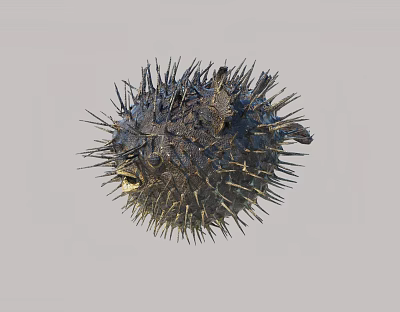 Modern Fish Puffer Fish 3d model Modern Fish Puffer Fish 3d model