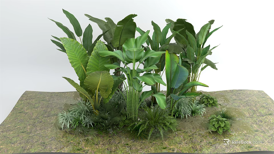 Lush Green Tropical Plants With Large Leaves And Diverse Foliage Types 3d model 