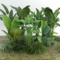 Lush Green Tropical Plants With Large Leaves And Diverse Foliage Types