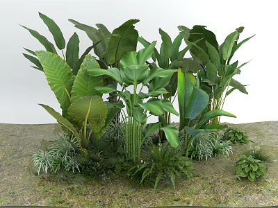 Lush Green Tropical Plants With Large Leaves And Diverse Foliage Types 3d model