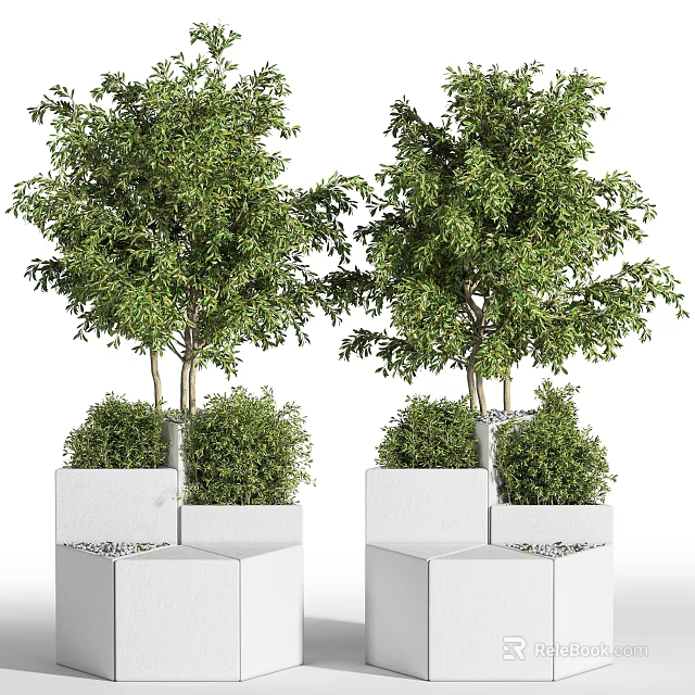 Bonsai Potted Plants with Lush Green Foliage in White Square Planters 3d model 