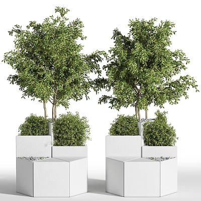 Bonsai Potted Plants with Lush Green Foliage in White Square Planters 3d model