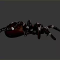 Detailed Large Brown Spider With White Striped Legs On Gray Background