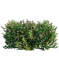 Lush Green Shrub With Purple Small Flowers And Dense Foliage In Garden