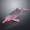 Aquatic Animal Pink Dolphin With Open Mouth And Smooth Skin