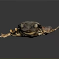 Frog Poison Frog Game Frog Reptile Cold Blooded Animal Reptile 3d model