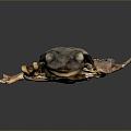 Frog Frog Frog Poison Frog Game Frog Reptile Cold Blooded Animal Reptile Reptile 3d model