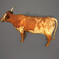 Brown And White Spotted Bull With Long Horns Standing On Gray Background