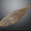 Fresh Whole Brown Fish With Shiny Surface On Black Background