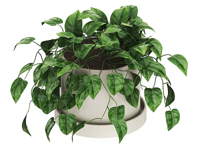 Green Leafy Bonsai Potted Plant With Hanging Vines In White Pot And Tray 3d model