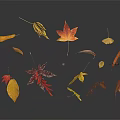 Falling Plant Leaves In Various Colors With Reflections On Dark Surface 3d model