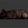 Dark Brown French Bulldog Lying On Smooth Surface With Gray Background
