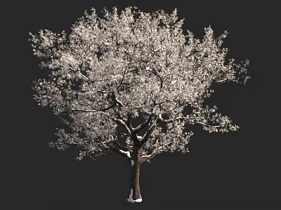 Tall Arbor With Dense White Foliage And Thick Trunk Against Dark Background 3d model