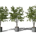 Three Decorative Potted Plants in Gray Cylindrical Pots on White Background